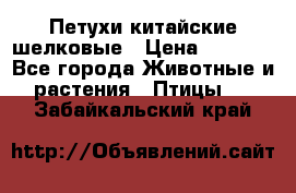 Петухи китайские шелковые › Цена ­ 1 000 - Все города Животные и растения » Птицы   . Забайкальский край